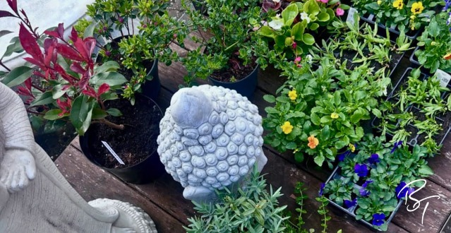 Local Roots, English Stone: The Bygone Times Garden Centre is Back in Bloom!